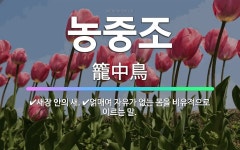 🌟농중조: 새장 안의 새., 얽매여 자유가 없는 몸을 비유적으로 이르는 말. - 표준국어대사전