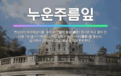 🌟누운주름잎: 현삼과의 여러해살이풀. 꽃이 5~7월에 총상(總狀) 화서로 피고 꽃이 진 다음 기는줄기가 뻗... - 표준국어대사전
