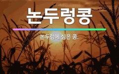 🌟논두렁콩: 논두렁에 심은 콩. - 표준국어대사전