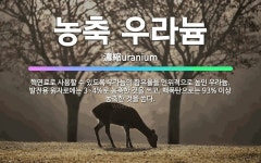 🌟농축 우라늄: 핵연료로 사용할 수 있도록 우라늄의 함유율을 인위적으로 높인 우라늄. 발전용 원자로에는 3... - 표준국어대사전