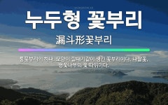 🌟누두형 꽃부리: 통꽃부리의 하나. 모양이 깔때기같이 생긴 꽃부리이다. 나팔꽃, 병꽃나무의 꽃 따위이다. - 표준국어대사전