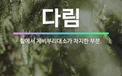 🌟다림: 활에서 제비부리대소가 차지한 부분. - 표준국어대사전