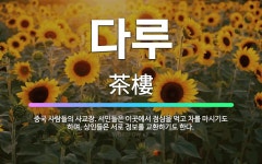 🌟다루: 중국 사람들의 사교장. 서민들은 이곳에서 점심을 먹고 차를 마시기도 하며, 상인들은 서로 정보를 ... - 표준국어대사전