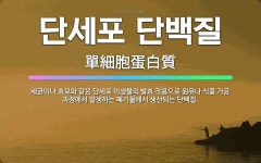 🌟단세포 단백질: 세균이나 효모와 같은 단세포 미생물의 발효 작용으로 원유나 식품 가공 과정에서 발생하는 ... - 표준국어대사전