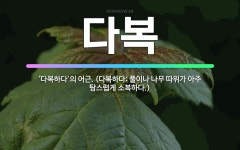 🌟다복: ‘다복하다’의 어근. (다복하다: 풀이나 나무 따위가 아주 탐스럽게 소복하다.) - 표준국어대사전