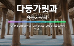 🌟다동가릿과: 조기강 농어목의 한 과. 아홉동가리, 여덟동가리 따위가 있다. - 표준국어대사전