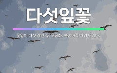 🌟다섯잎꽃: 꽃잎이 다섯 장인 꽃. 무궁화, 복숭아꽃 따위가 있다. - 표준국어대사전