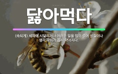 🌟닳아먹다: (속되게) 세파에 시달리거나 어려운 일을 많이 겪어 성질이나 생각 따위가 몹시 약아지다. - 표준국어대사전