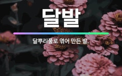 🌟달발: 달뿌리풀로 엮어 만든 발. - 표준국어대사전