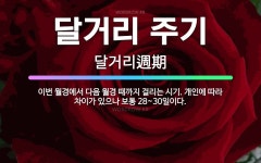 🌟달거리 주기: 이번 월경에서 다음 월경 때까지 걸리는 시기. 개인에 따라 차이가 있으나 보통 28~30일이다. - 표준국어대사전