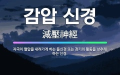 🌟감압 신경: 자극이 혈압을 내려가게 하는 들신경 또는 장기의 활동을 낮추게 하는 신경. - 표준국어대사전