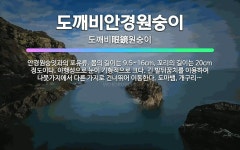 🌟도깨비안경원숭이: 안경원숭잇과의 포유류. 몸의 길이는 9.5~16cm, 꼬리의 길이는 20cm 정도이다.... - 표준국어대사전