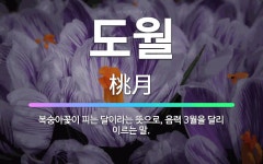 🌟도월: 복숭아꽃이 피는 달이라는 뜻으로, 음력 3월을 달리 이르는 말. - 표준국어대사전