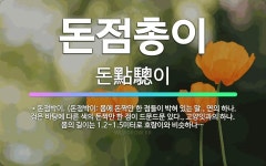 🌟돈점총이: → 돈점박이. (돈점박이: 몸에 돈짝만 한 점들이 박혀 있는 말., 연의 하나. 검은 바탕에 ... - 표준국어대사전