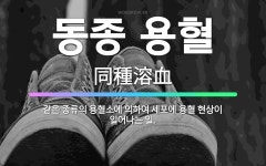 🌟동종 용혈: 같은 종류의 용혈소에 의하여 세포에 용혈 현상이 일어나는 일. - 표준국어대사전