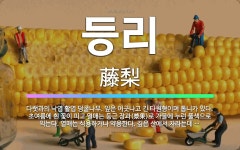 🌟등리: 다랫과의 낙엽 활엽 덩굴나무. 잎은 어긋나고 긴 타원형이며 톱니가 있다. 초여름에 흰 꽃이 피고 ... - 표준국어대사전