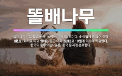 🌟똘배나무: 장미과의 낙엽 활엽 관목. 높이는 3미터 정도이다. 4~5월에 흰 꽃이 산방(繖房) 화서로 피... - 표준국어대사전