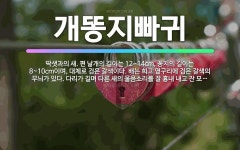 새길이앤디 | 🌟개똥지빠귀: 딱샛과의 새. 편 날개의 길이는 12~14cm, 꽁지의 길이는 8~10cm이며, 대체로 검은... - 표준국어대사전