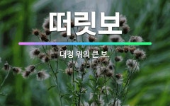 🌟떠릿보: 대청 위의 큰 보. - 표준국어대사전