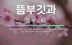 🌟뜸부깃과: 갈조류 모자반목의 한 과. 세대 교번을 하지 않으며 복상(複相) 세대만 있다. 우리나라에는 뜸... - 표준국어대사전