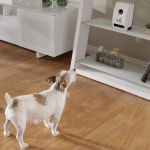 Wi-Fi Pet Camera & Treat Dispenser | Fancy.com Wi-Fi Pet Camera & Treat Dispenser