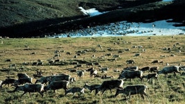Deceptions may sink plans to drill for oil in the Arctic Refuge | TheHill Deceptions may sink plans to drill for oil in the... 
