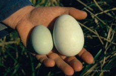  왕관 펭귄이 두 번째 알만 부화하는 이유