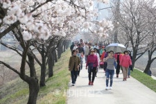제5회 봉방동(하방마을) 벚꽃길 걷기 행사
