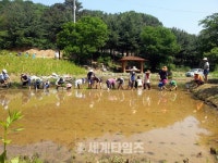 [세계로컬핫뉴스] 군포시, 생태공원 내 다랭이논에서 도시농업 체험 행사