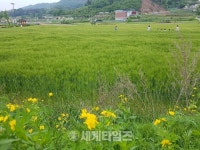 대전시 대덕구 장동, 청보리가 익어가요!