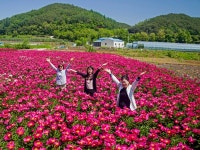 5월 함박 웃음처럼 붉게 만개한 작약꽃