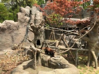 [세계로컬핫뉴스] 서울대공원, 나무 위 생활 맞춤 서식지 재현 ! 렛서팬더사 공개