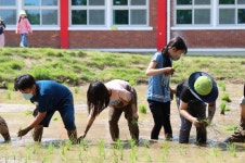 광주북초등학교, 생태교육 ‘모내기’ 실시