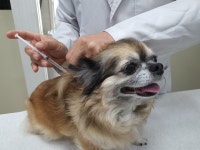 서울시, 취약계층 반려동물 진료비 걱정마세요! ‘우리동네 동물병원’ 3월부터 지원