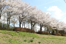 “구로구로 벚꽃 구경 오세요” 구로구 안양천, 도림천 제방길 벚꽃 명소로 각광