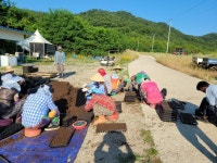 교동면 난정리, 해바라기 정원 조성을 위한 파종작업