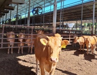 경기도, ‘가축행복농장 인증제’ 2025년 신규 신청 접수