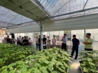 잎들깨 수경재배 ‘일사량 기반 급액기술’로 생산성 향상
