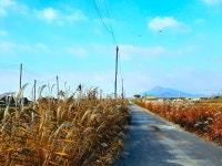 양사면, 서해랑길 103코스 인화천 구간 가을 억새 물결 ‘장관’