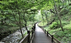 대전시, 무장애 나눔길로 녹색복지 실현 시민 누구나 걷는 10km 초록숲길 조성