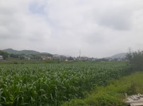 울산시농업기술센터, 국산 신품종 사료용 옥수수 지역적응 실증 추진