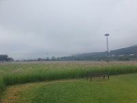 금호강 하중도는‘코스모스 한들한들’꽃단지가 한창! 금호강 하중도에서 인생샷을! 금호강 하중도는‘코스모스 한들한들’꽃단지가 한창!... 