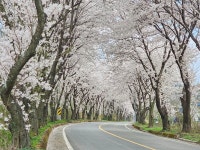 벚꽃 물결의 향연...만개한 의령 벚꽃