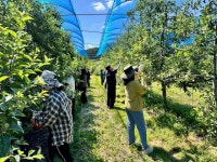 남원시 일자리경제과와 인월면 직원‘농촌 일손돕기’에 구슬땀