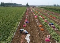 띵굴마켓 [산지직송] 도시농장 유기농 토울 고구마 (3kg/5kg/10kg)