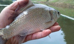 조황조행기 > 모바일간편조행 > 파로호 용호리 출조