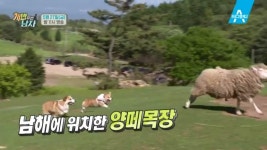 [예고] 전통 목양견 혈통 ‘웰시코기’ 대중소, 생애 첫 양몰이 도전하다! : TV줌 [예고] 전통 목양견 혈통 ‘웰시코기’ 대중소, 생애 첫 양몰이... 