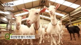 연 매출 5억 원! 유산양을 만나러 떠나보자!