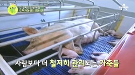 北 김 부자가 먹는 고기는 이렇게 곱게 키운다?! ‘운곡목장’! | ZUM TV