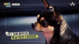4犬들 개신나♬ 잠만자던 견들 맞나요? | ZUM TV